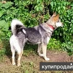 Фото №5 Лайка Зуля