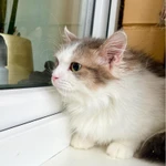 Фото №4 Мелисса – пушистая кошечка в дар заботливым хозяевам