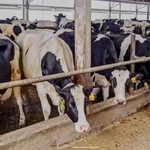 Фото №5 Продажа крс оптом живым весом