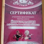 Фото №14 Профессиональная стрижка собак и кошек