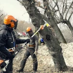 Фото №2 Обрезка, спил деревьев,расчистка участков,благоустройство