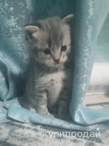 Фото Британец