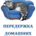 Передержка кошек