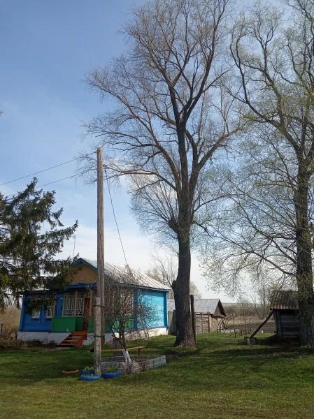 Фото СПИЛ ДЕРЕВЬЕВ.