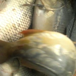 Фото №4 Карп от производителя