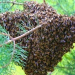 Сниму рой пчёл (Кочубеевский район)