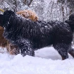 Фото №5 Тибетский мастиф щенки