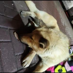 Фото №3 Собака рыжик ищет дом и зободливых хозяев