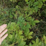 Фото №8 Репешок. Цена за 100 грамм.