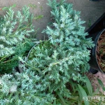 Фото №2 Саженцы хвойных растений. Туи, можжевельники.