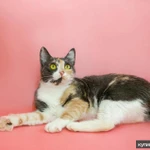 Фото №6 Трехцветная Мася