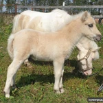 Фото №7 Продажа пони. Пони-ферма