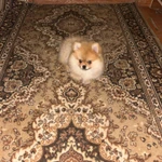 Фото №2 Продам шпица