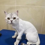 Фото №3 Стрижка кошек и собак