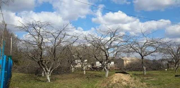 Фото Грамотная обрезка сада, плодовых деревьев