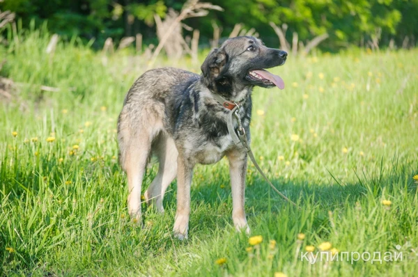 Фото Девочка Юми ищет дом!