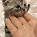 Фото №4 Шотландские котята♥️