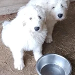 Фото №3 Южнорусские овчарки.