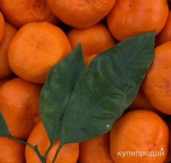 Фото отправка Мандарины Абхазия