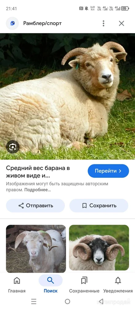 Фото Продажа баранов