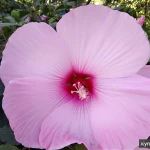 Фото №5 Саженцы плодовых растений