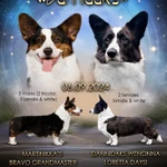 Фото №5 Вельш корги Кардиган - девочка