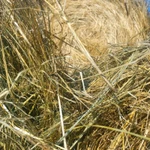 Сено в рулонах