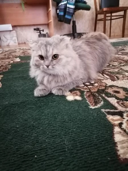 Фото Нужен кот на вязку