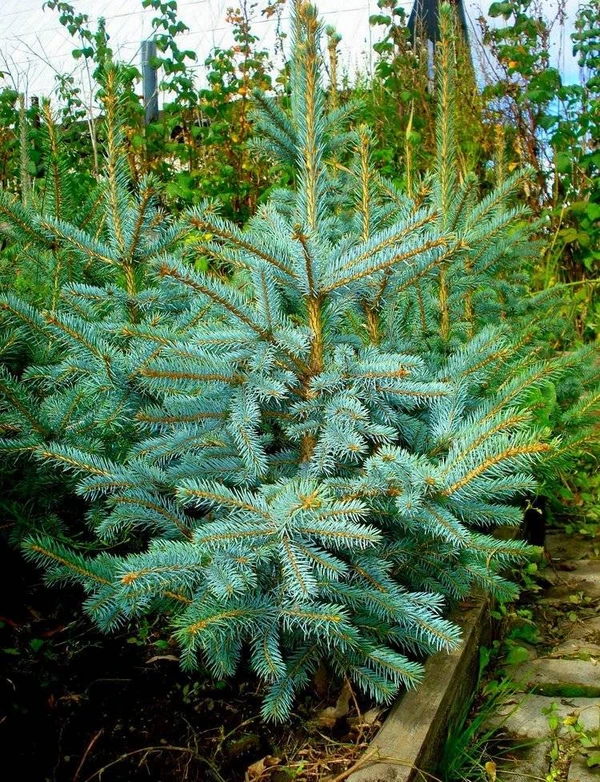 Фото Саженцы ели голубой, кедра, дуба, ивы шаровой формы и др.