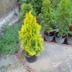 Фото №4 Саженцы хвойных растений. Туи, можжевельники.