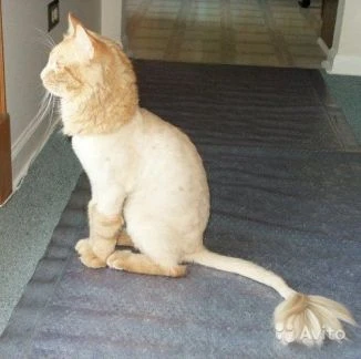 Фото Стрижка котов и кошек с выездом на дом