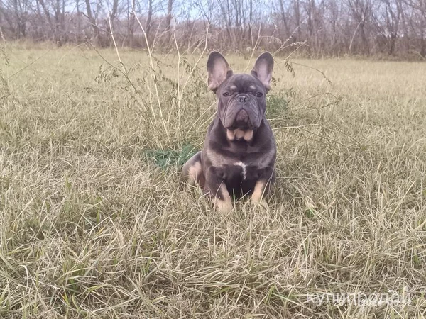 Фото Французский бульдог мальчик