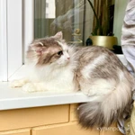 Фото №6 Мелисса – пушистая кошечка в дар заботливым хозяевам