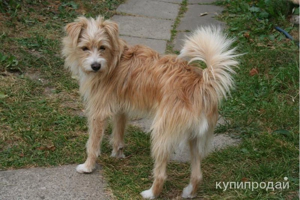 Фото Кромфорлендер кобель 1.5 года привит.