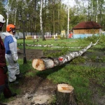 Фото №25 СПИЛ КОРЧЕВАНИЕ ВЫРАВНИВАНИЕ ПЛАНИРОВКА. Как дурят народ.