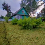 Фото №5 Прокосили траву и ХРЕН В ПОС.ВЫРИЦА. ДО и ПОСЛЕ.