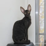 Фото №5 Красивые котята корниш рекс