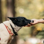 Фото №8 Красавица Грея в поисках дома и хозяина