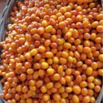 Фото №3 Облепиха