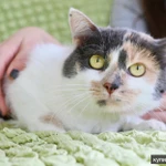 Фото №3 Шикарная кошечка - трехцветка Буся в добрые руки