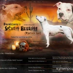 Фото №2 Презентации собак/кошек/лошадей/помета/вязки