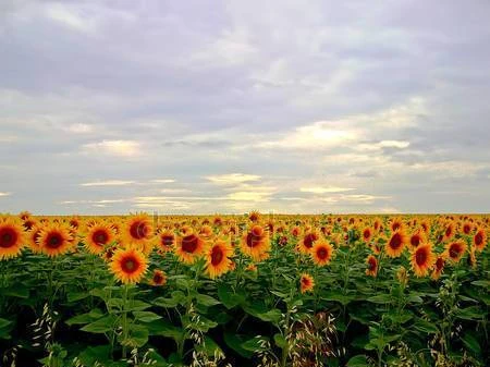 Фото Продажа семян гибридов подсолнечника, кукурузы.