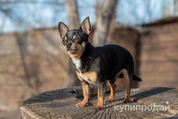 Фото Щенок чихуахуа девочка