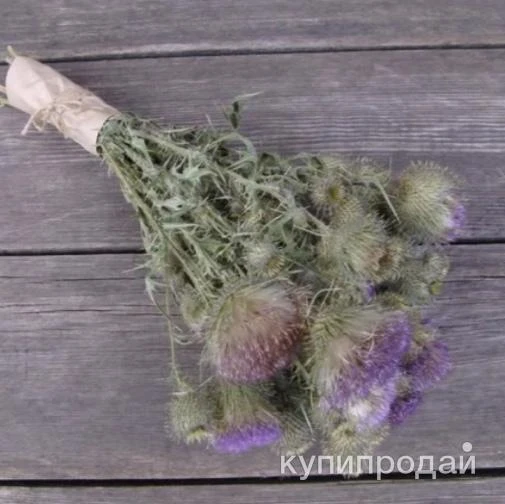 Фото Букетики Чертополох. Цена за букет.