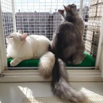 Фото №2 Балкончик для кошки