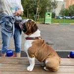 Фото №4 Вязка английский бульдог