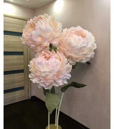 Фото Ростовые Цветы Пионы