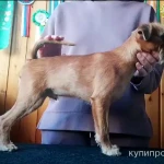 Фото №2 Элитный щенок брюссельского гриффона