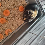 Фото №2 Морская свинка