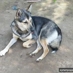 Фото №4 Лайка Зуля